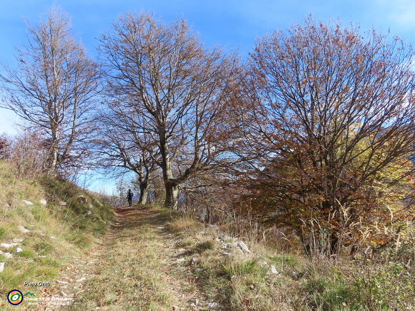 54 Ancora bei faggi secolari.JPG